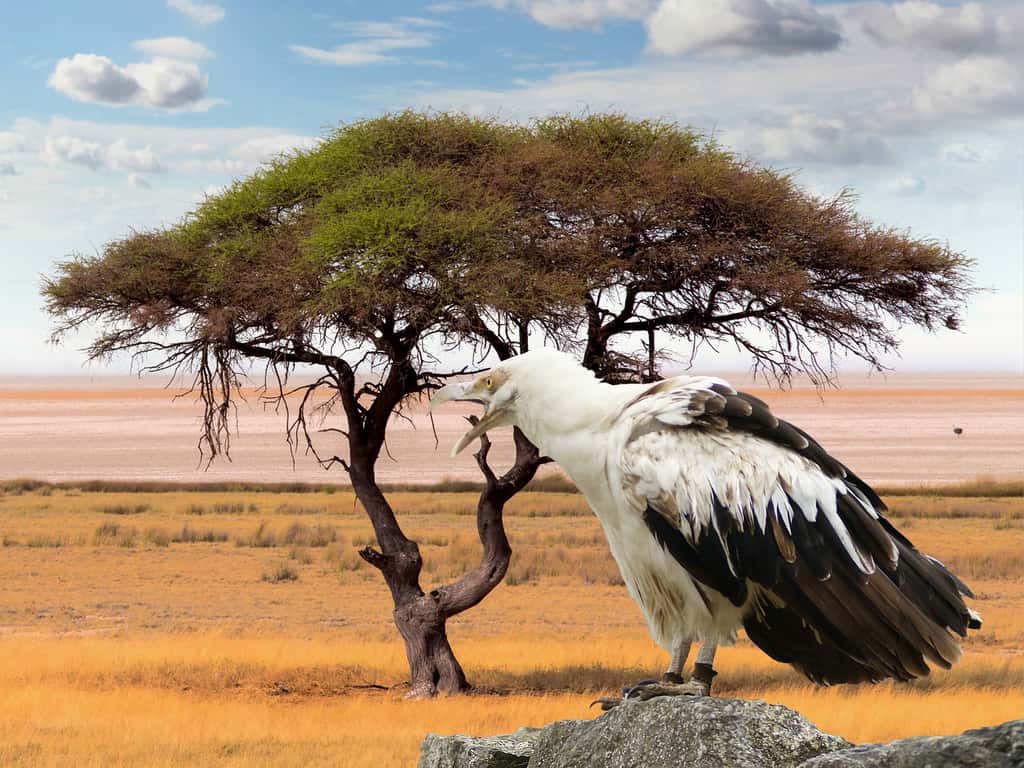 Aigle Palmiste africain