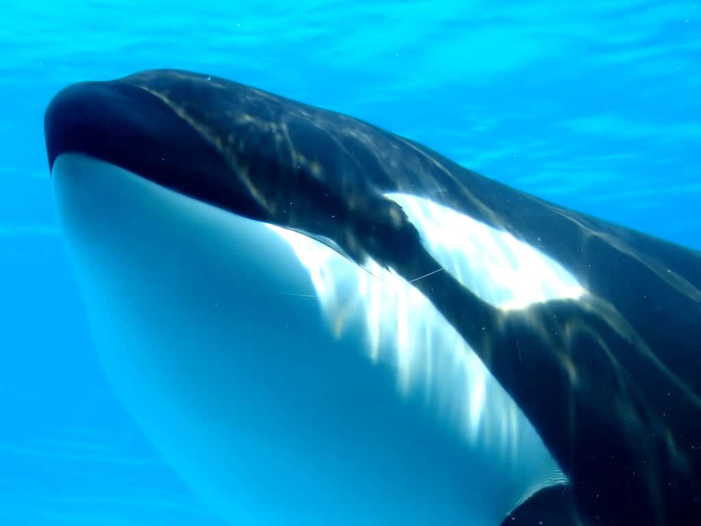 Orque ou épaulard (Orcinus orca)