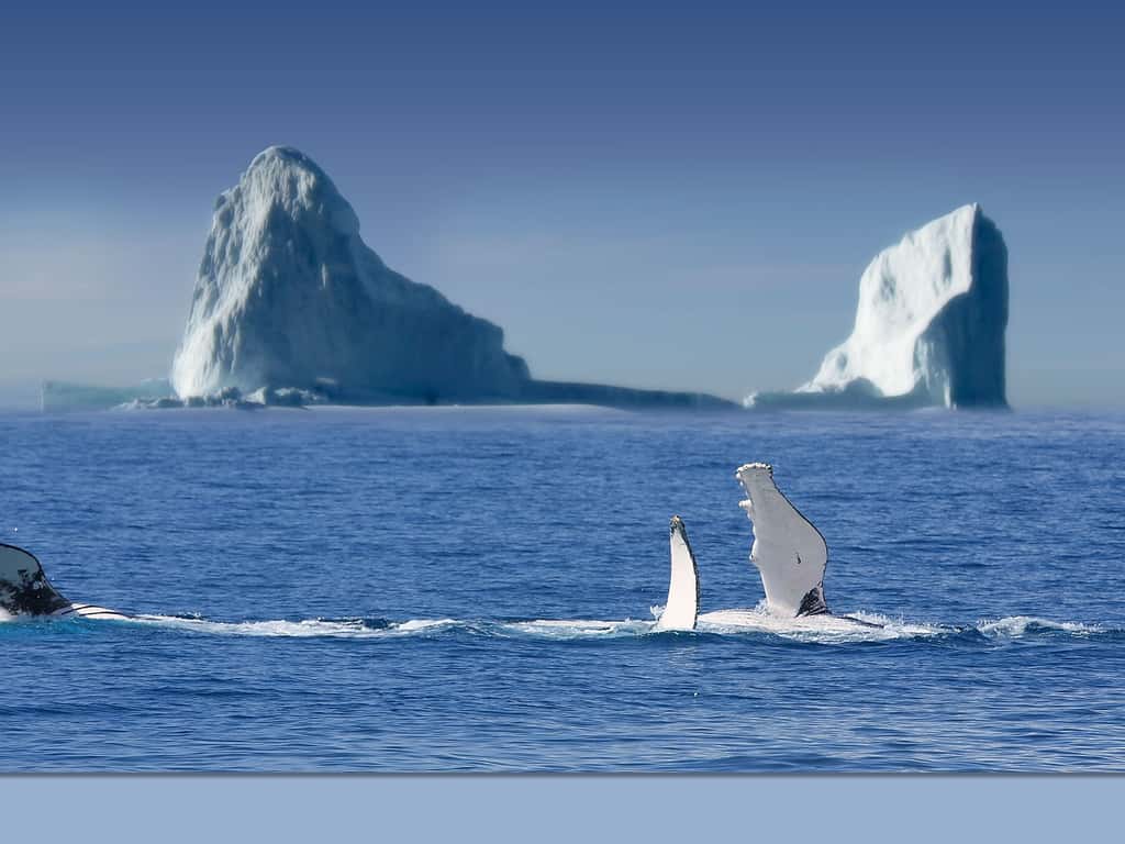 Baleines jouant entre les icebergs