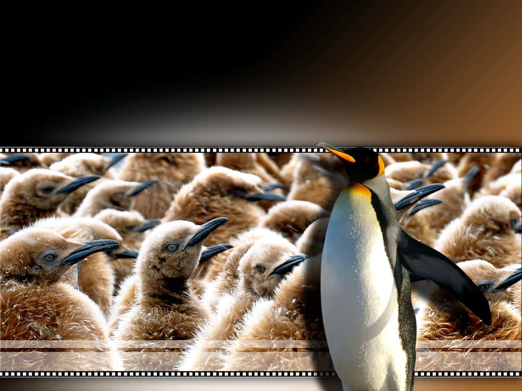 Jeunes pingouins King