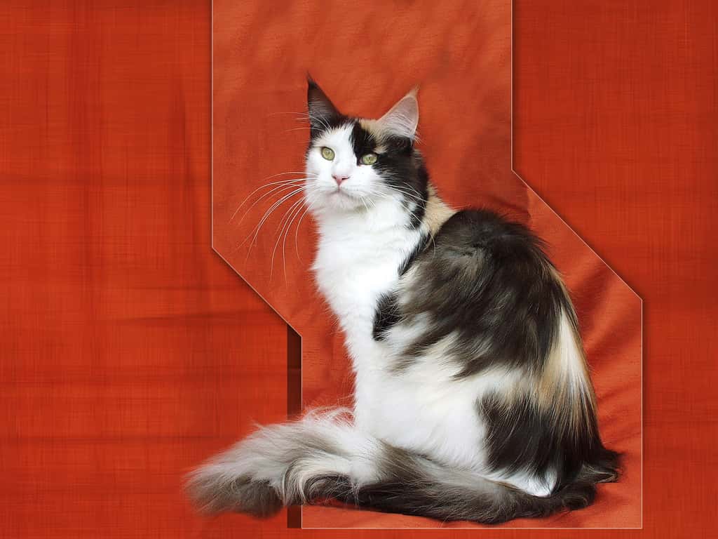 Chat Maine coon