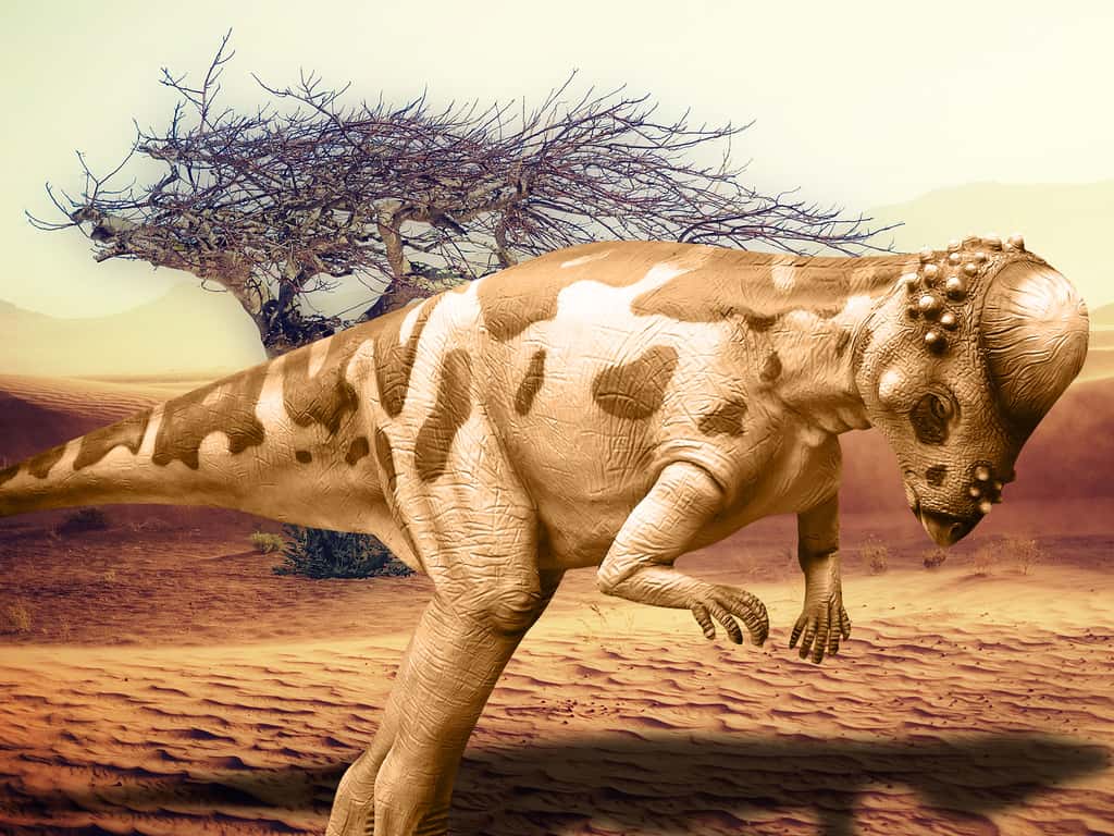 Pachycephalosaurus « lézard au crâne épais » a vécut au Crétacé supérieur