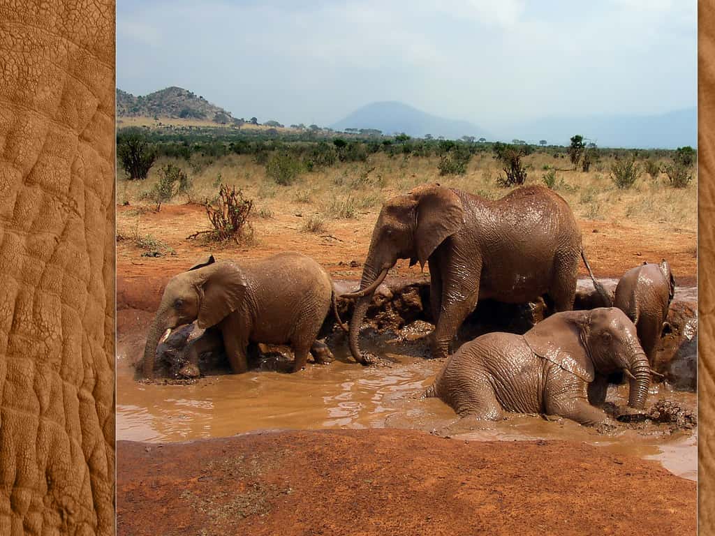 Bain de boue des éléphants de brousse