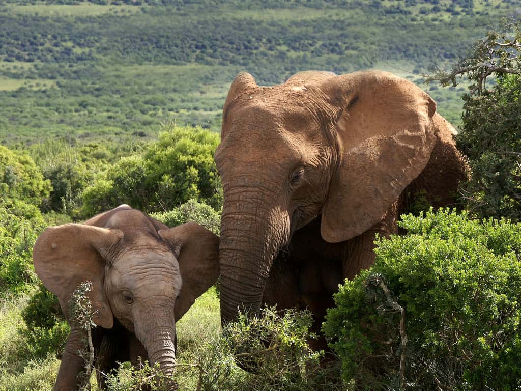 Éléphante et son petit