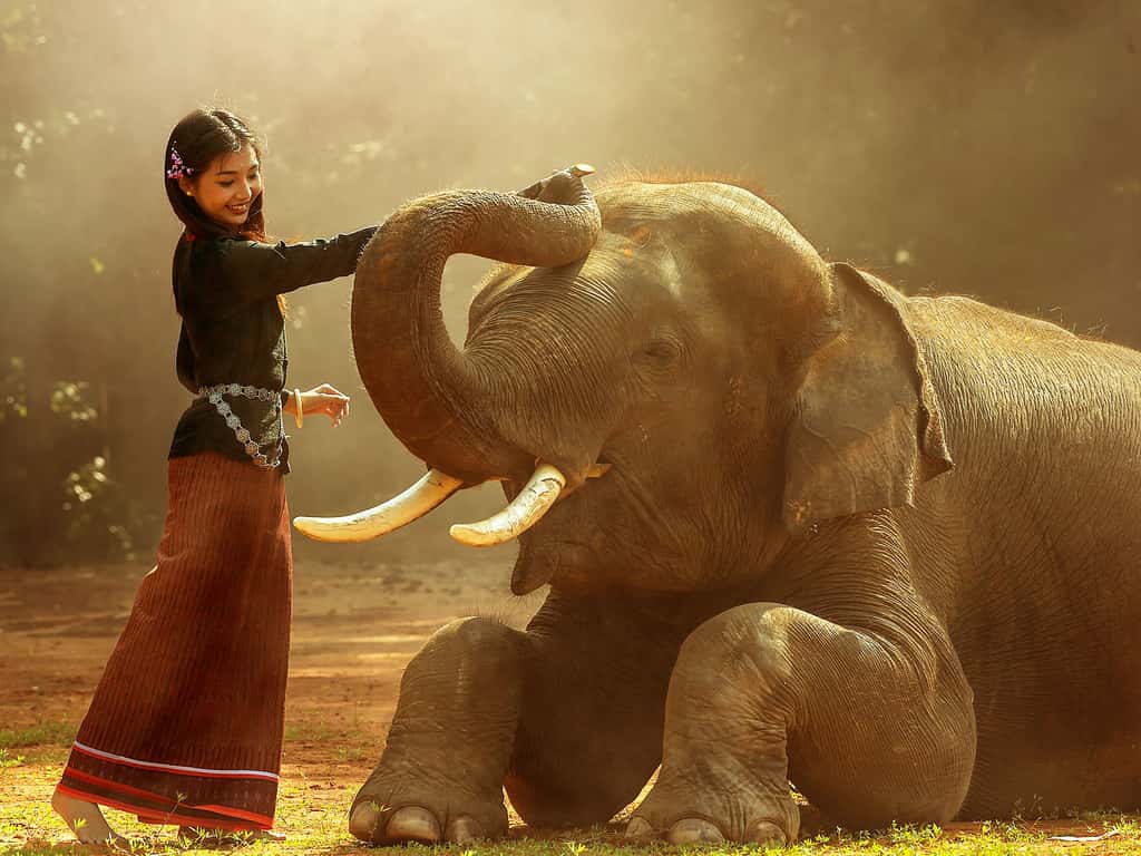 Eléphant d'Asie dont l'espérance de vie est évaluée à 60 ans
