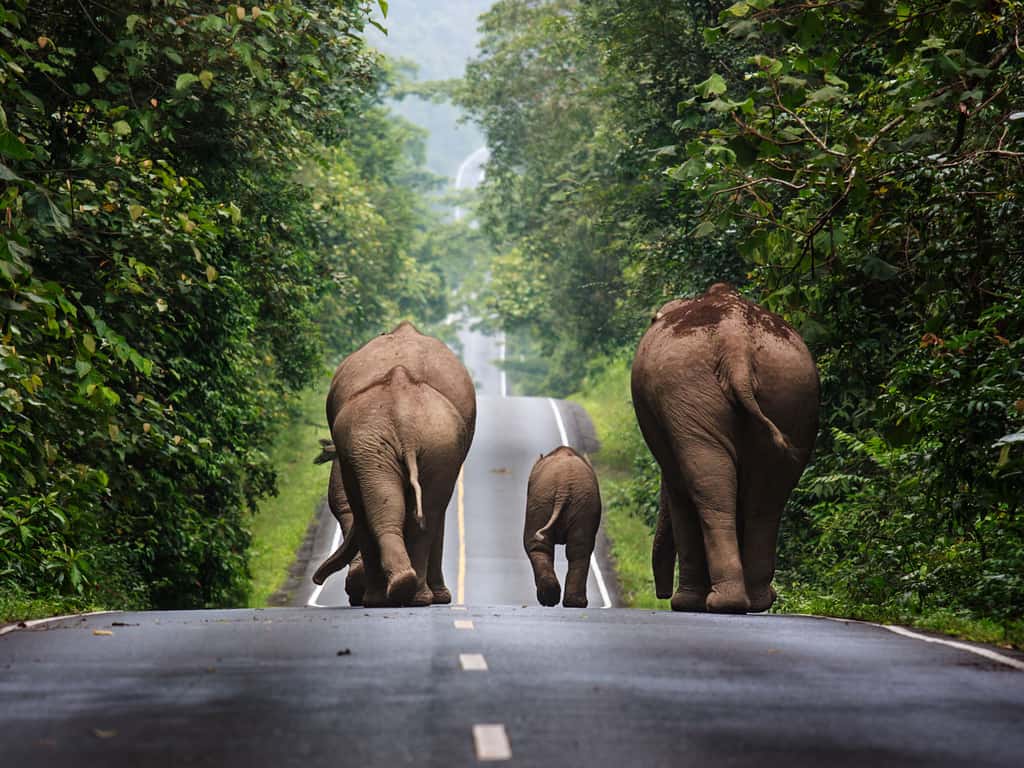 Humour : troupeaux d'éléphants se rendant en ville !