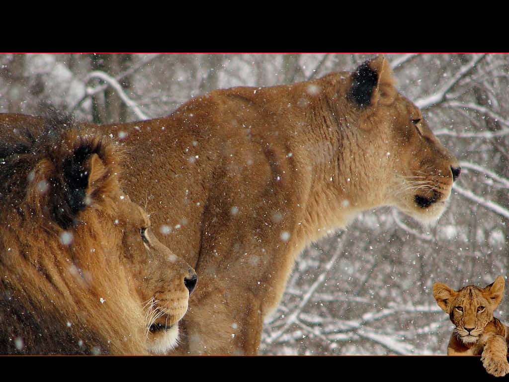 Lion et lionne d'Afrique - Panthera leo