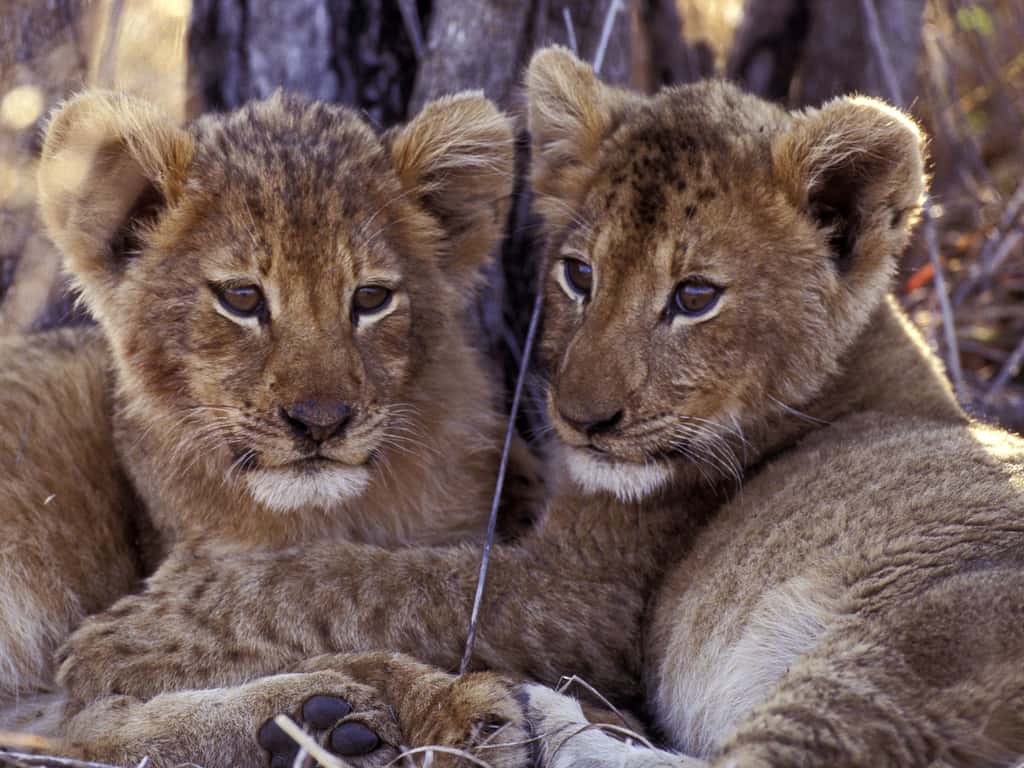 Lions, les deux frères