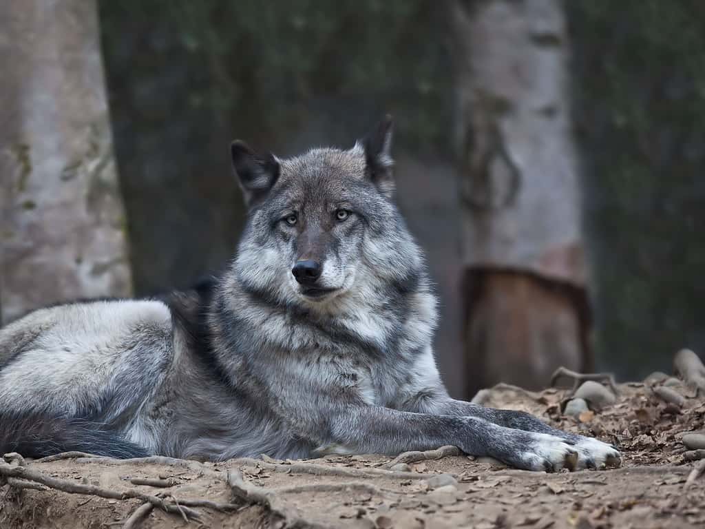 Loup gris en observation