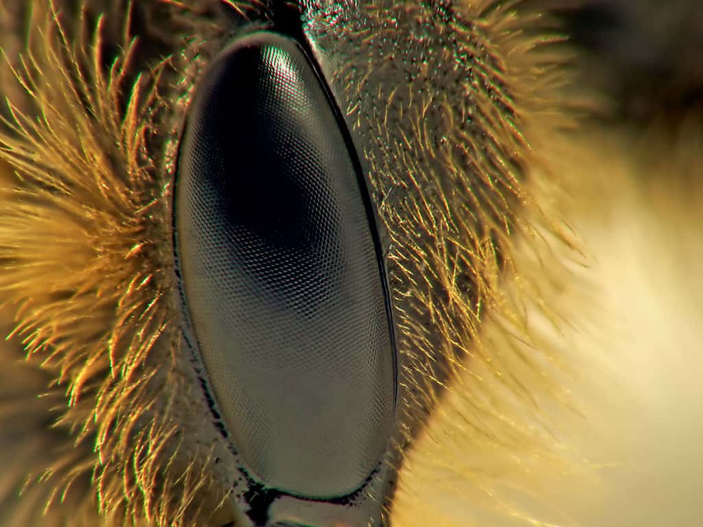 Oeil d'abeille