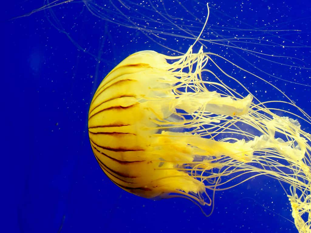 Méduse jaune