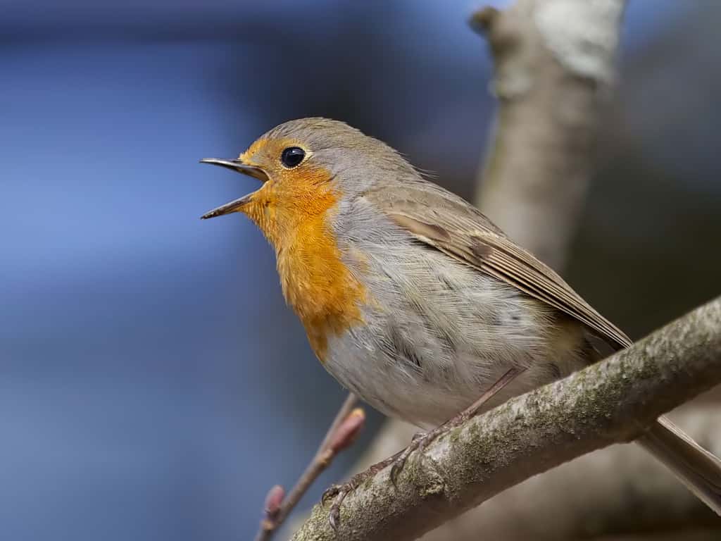 Rouge-gorge - European Robin
