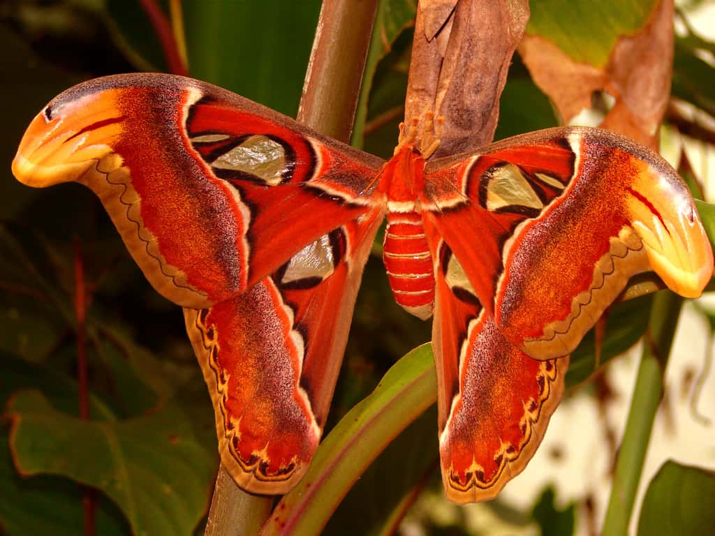 Papillon Attacus atlas