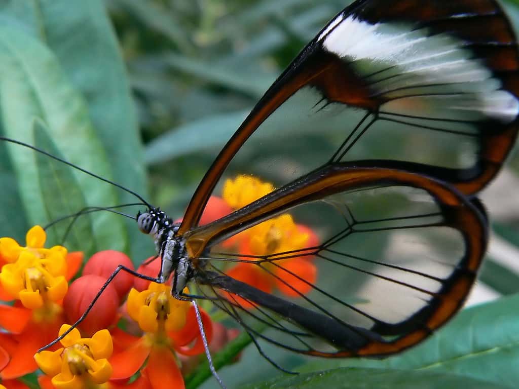 Papillon d'Amérique du Sud