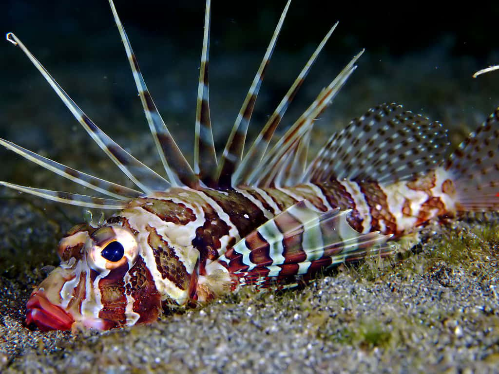 Le Parapterois heterura est un poisson de la famille des Scorpaenidae.