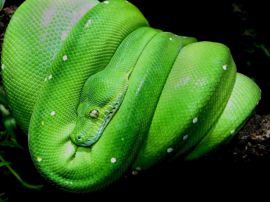 Python vert -  Morelia viridis