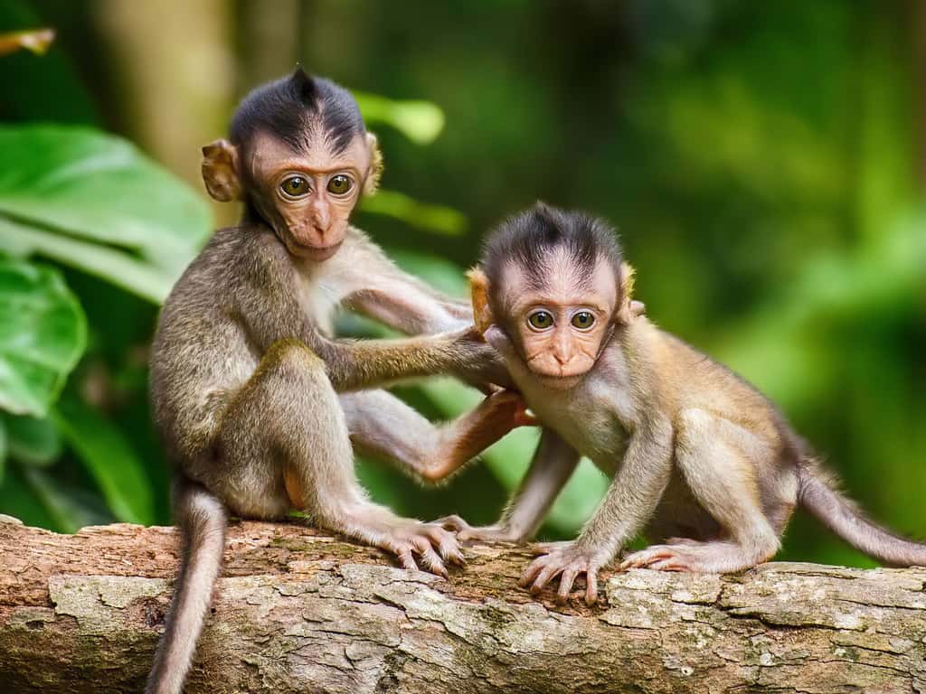 Les jeunes singes sont de vrais funambules, toujours attentifs