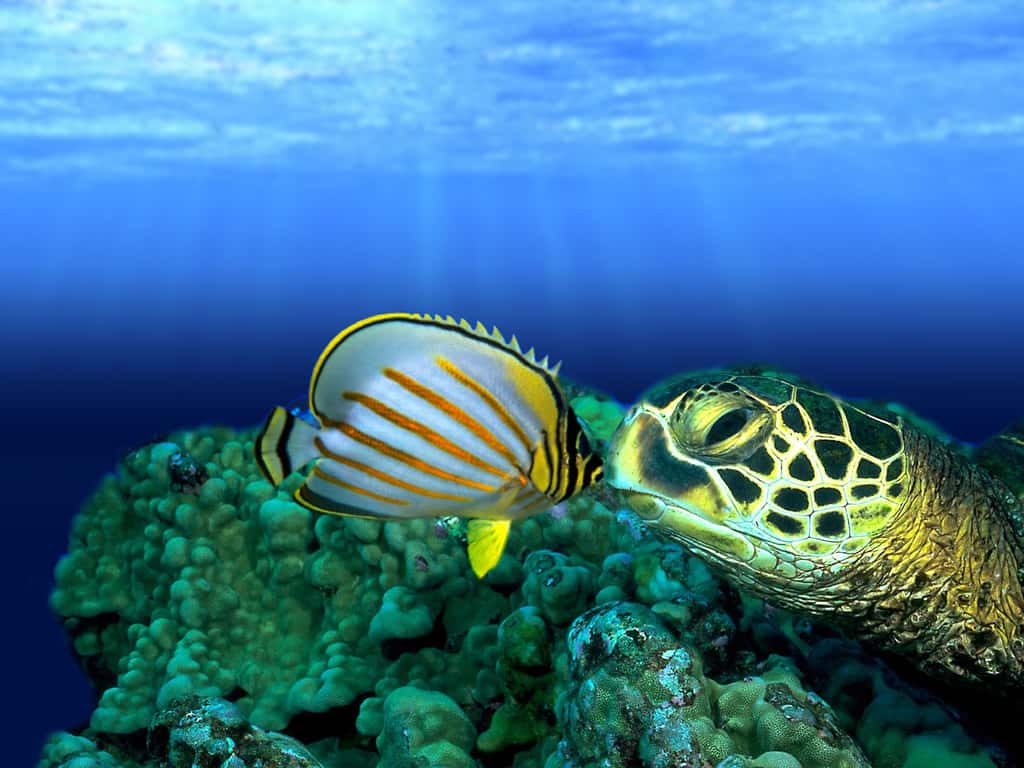 Le baiser de la tortue sous-marine