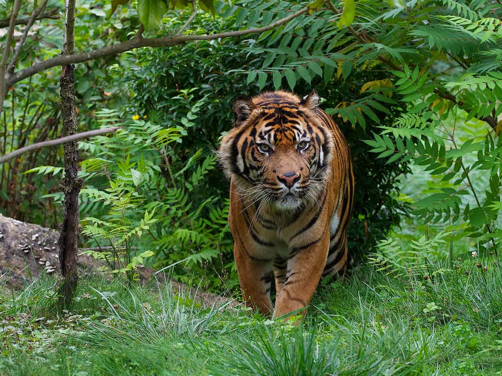Alerte : le tigre de Sumatra est en danger d'extinction !
