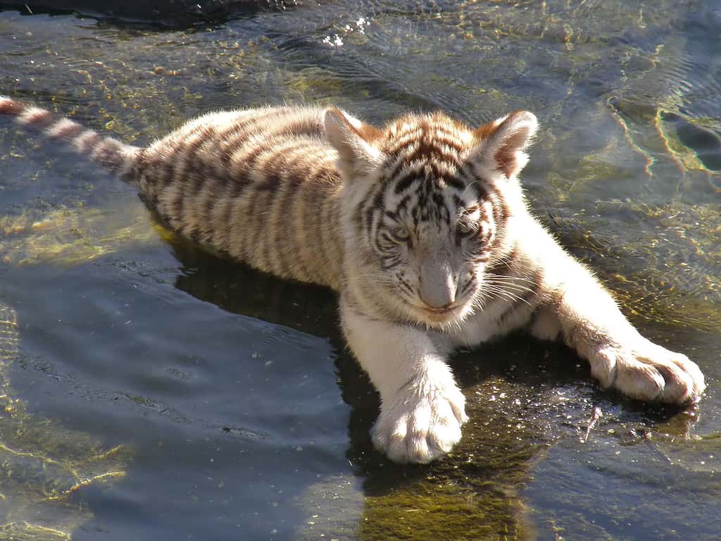 Jeune tigre blanc du Bengale