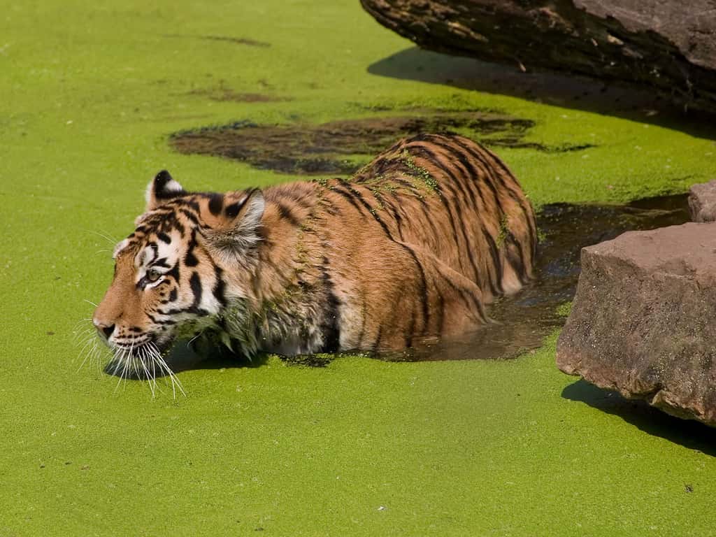 Tigre à l'heure de la baignade