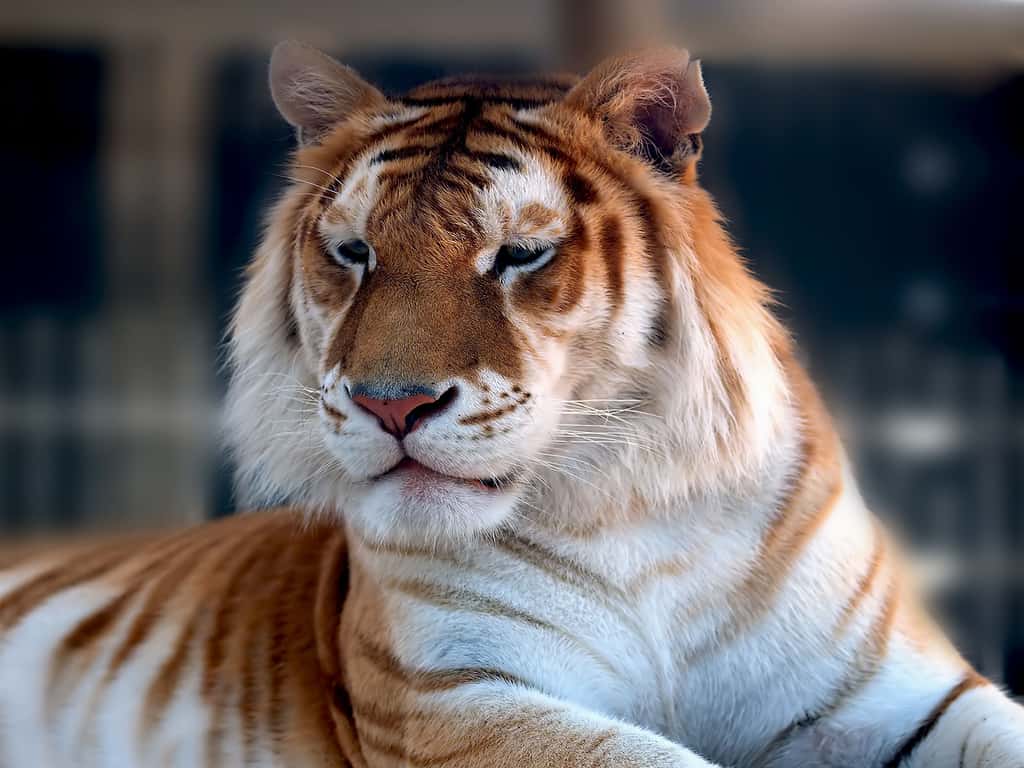Tigre orangé du Bengale - Cougar des montagnes