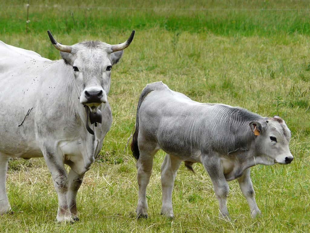 Vache et veau race gasconne