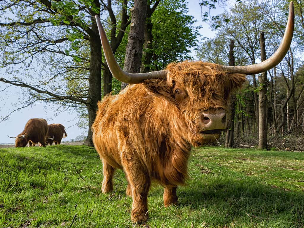 Highland vache d'Ecosse