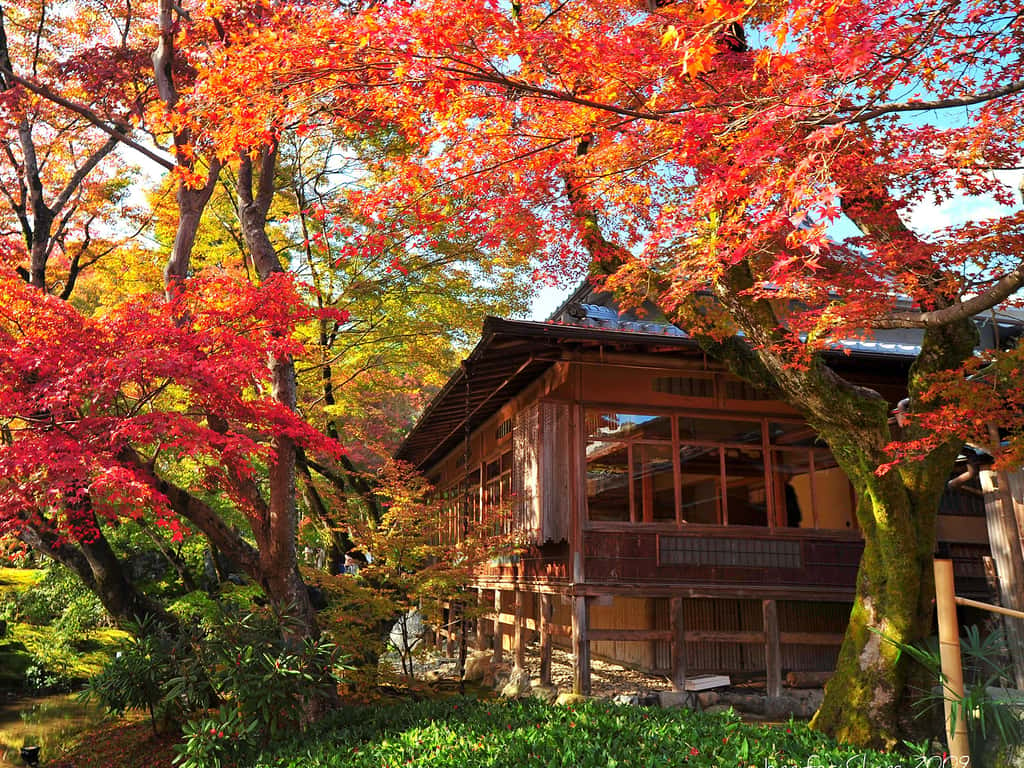 Couleurs d'automne au Japon