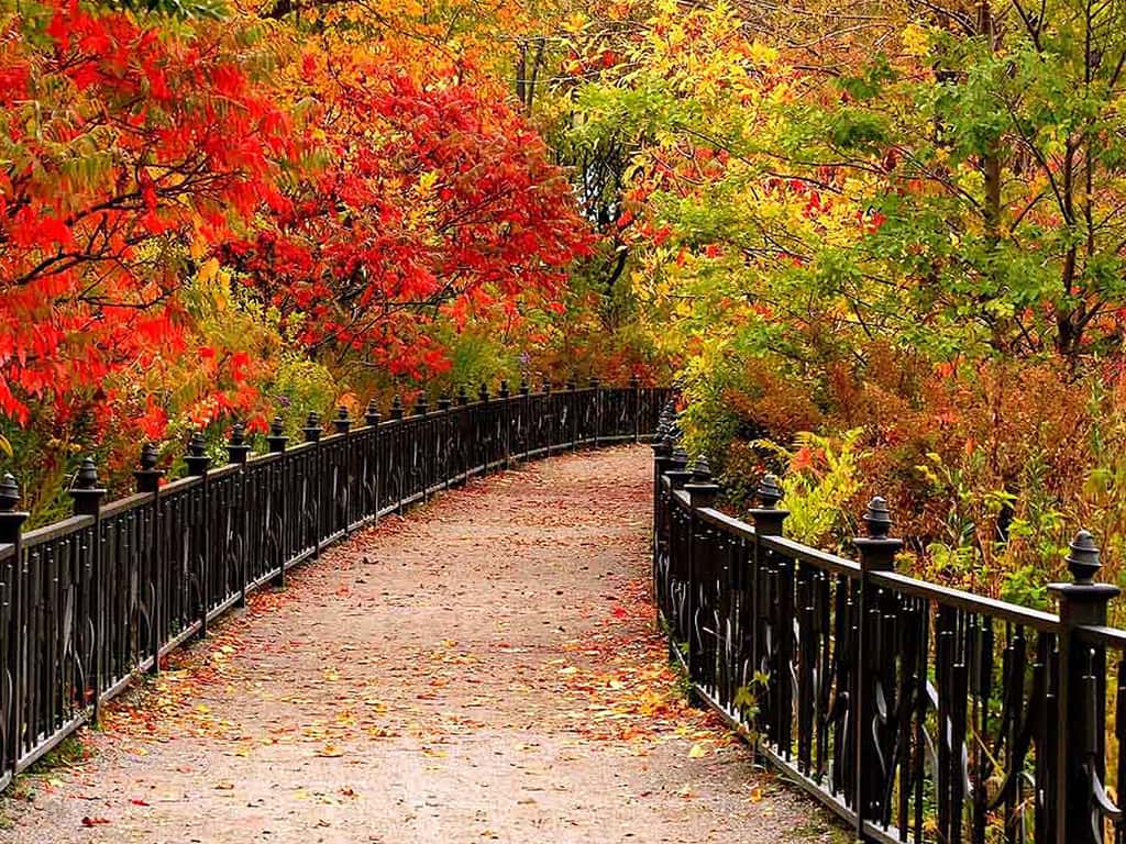 L'automne couleurs flamboyantes