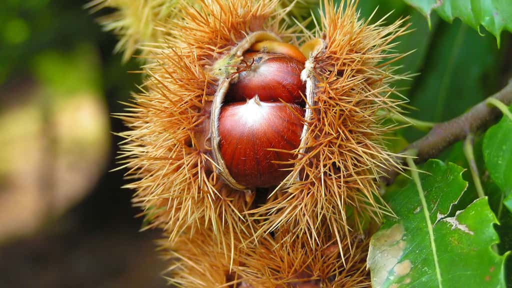 Les bogues de châtaignes contiennent plusieurs fruits. © Benjamin Gimmel, BenHur, CC BY-SA 3.0