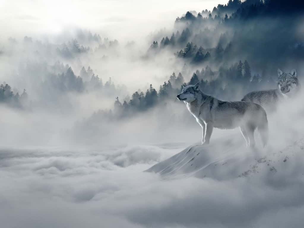 Dans les brumes de l'hiver, les loups observent