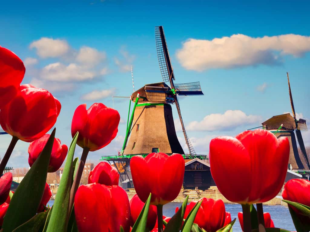 Printemps : Tulipes et moulin en Hollande
