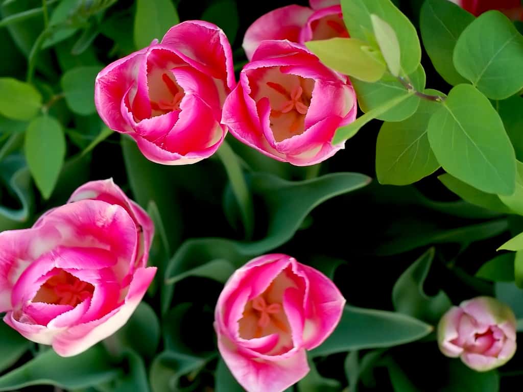Printemps : les premières tulipes