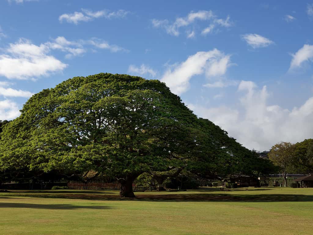Hitachi tree