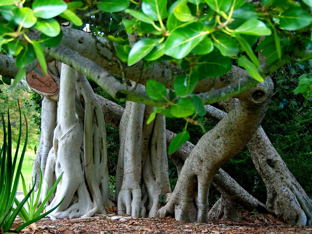 Ficus géant
