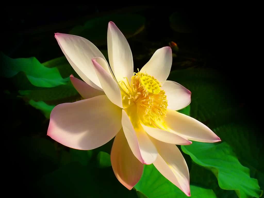 Lotus sacré