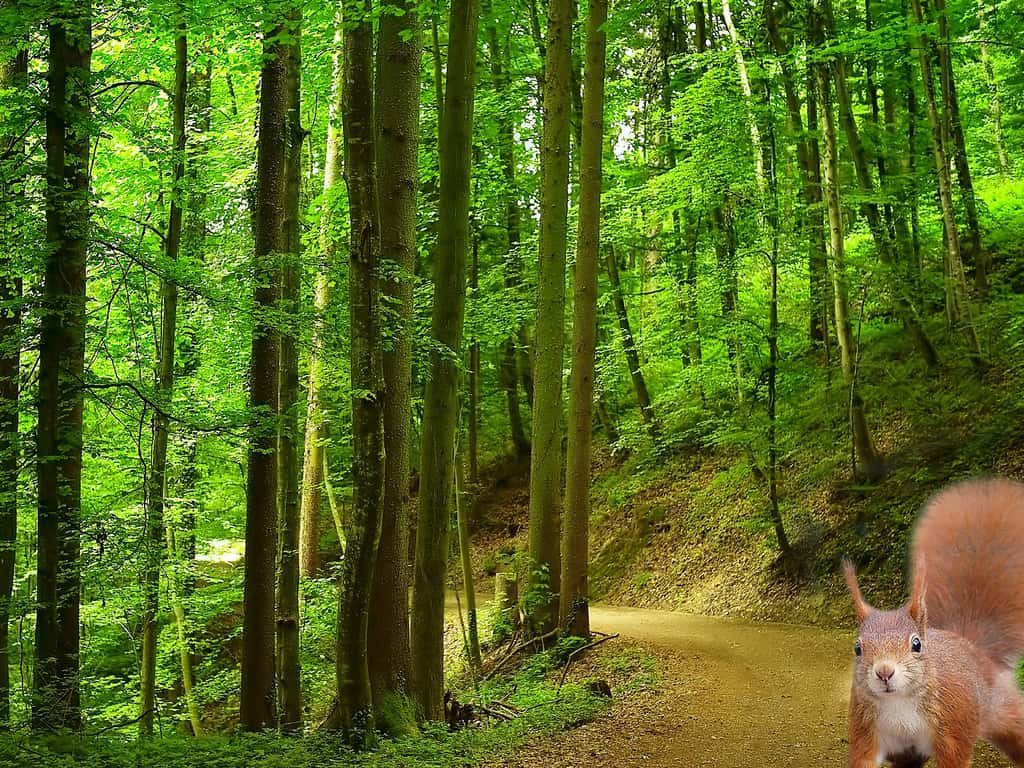 Randonnée en forêt