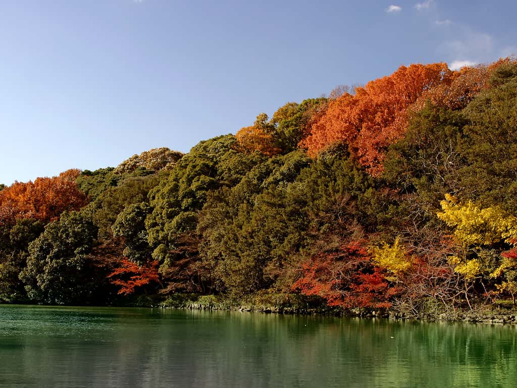Forêt dans le Akashi Park - Japon