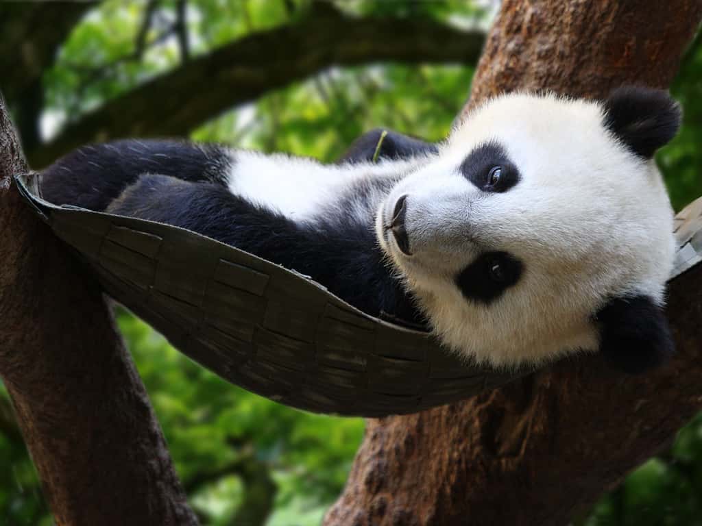 Bébé panda de la province du Sichuan vivant dans les forêts d'altitude