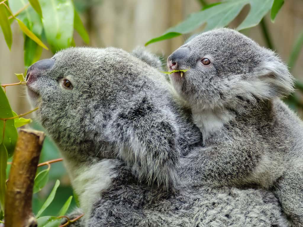 Les koalas dorment jusqu'à 20 heures par jour