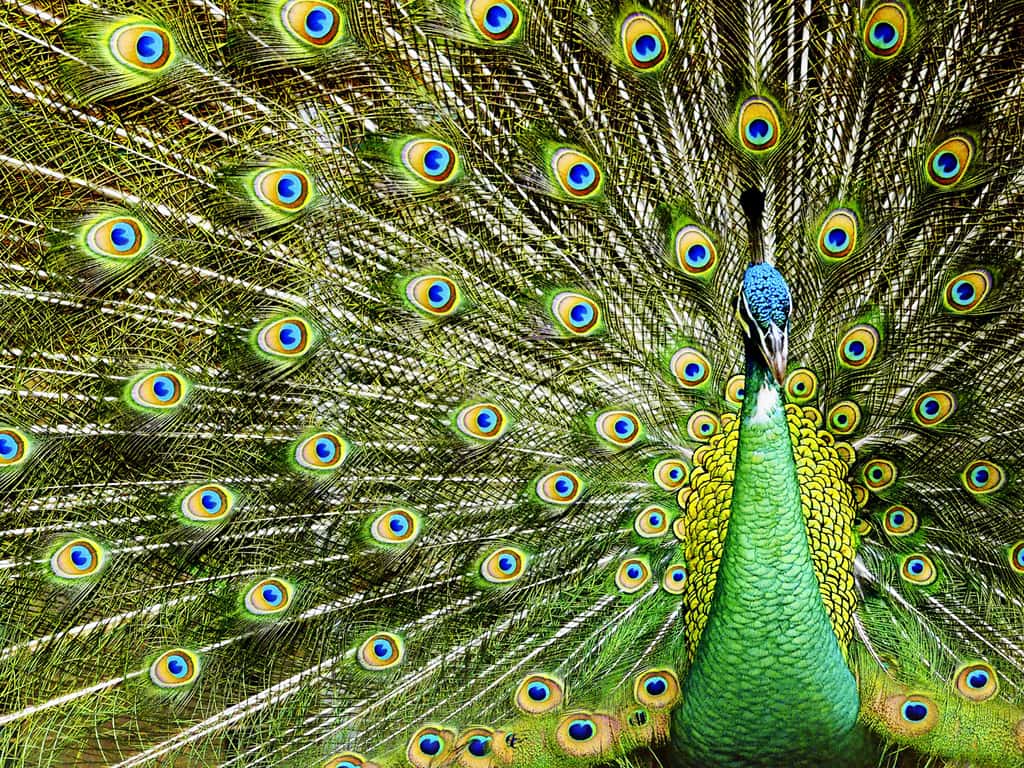 Le paon, l'oiseau sacré de l'Inde symbole de beauté et d’immortalité
