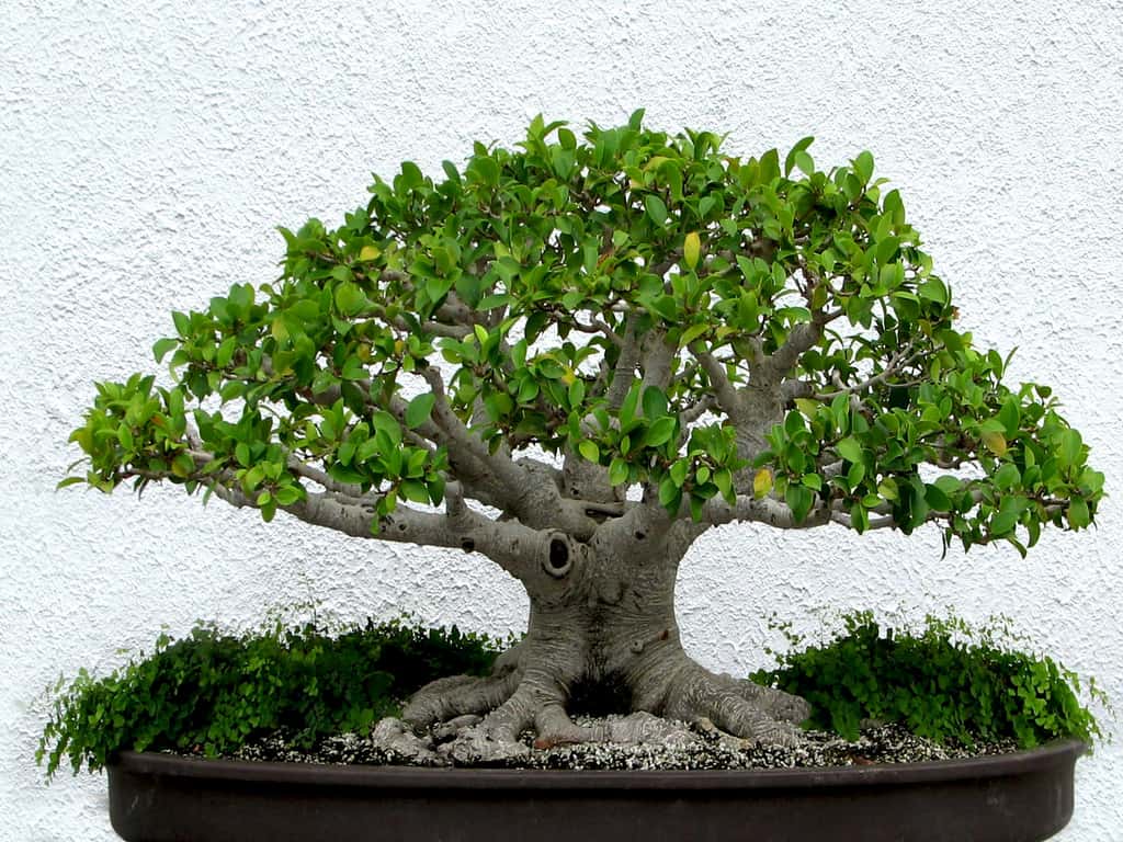 Bonsaï Ficus retusa - Japon