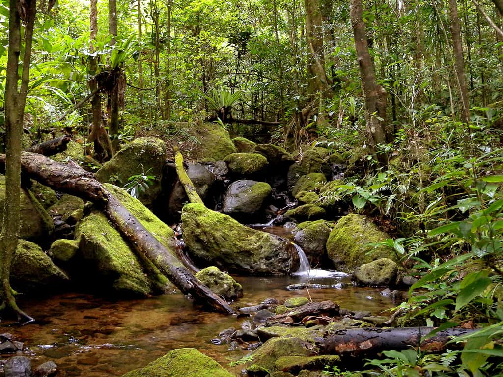Forêt tropicale Parc National de Masoala - Madagascar