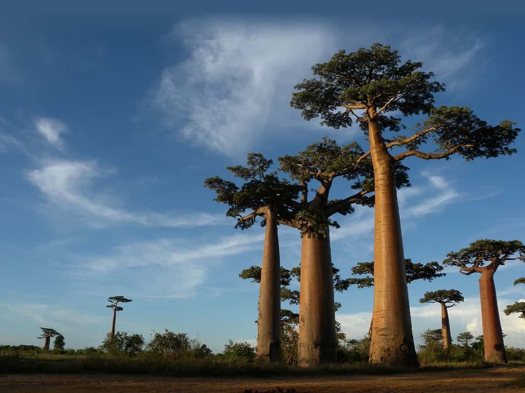 Allée de baobabs - Madagascar