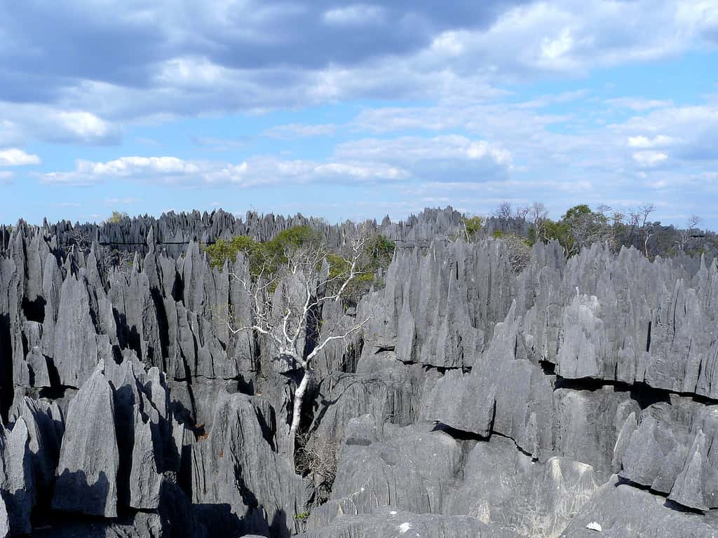 Réserve naturelle intégrale du Tsingy de Bemaraha - Madagascar