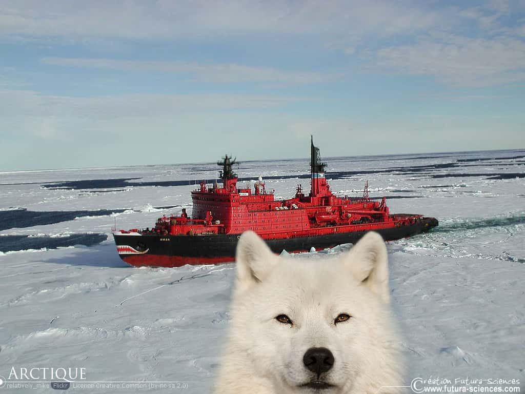 Voyage en Arctique