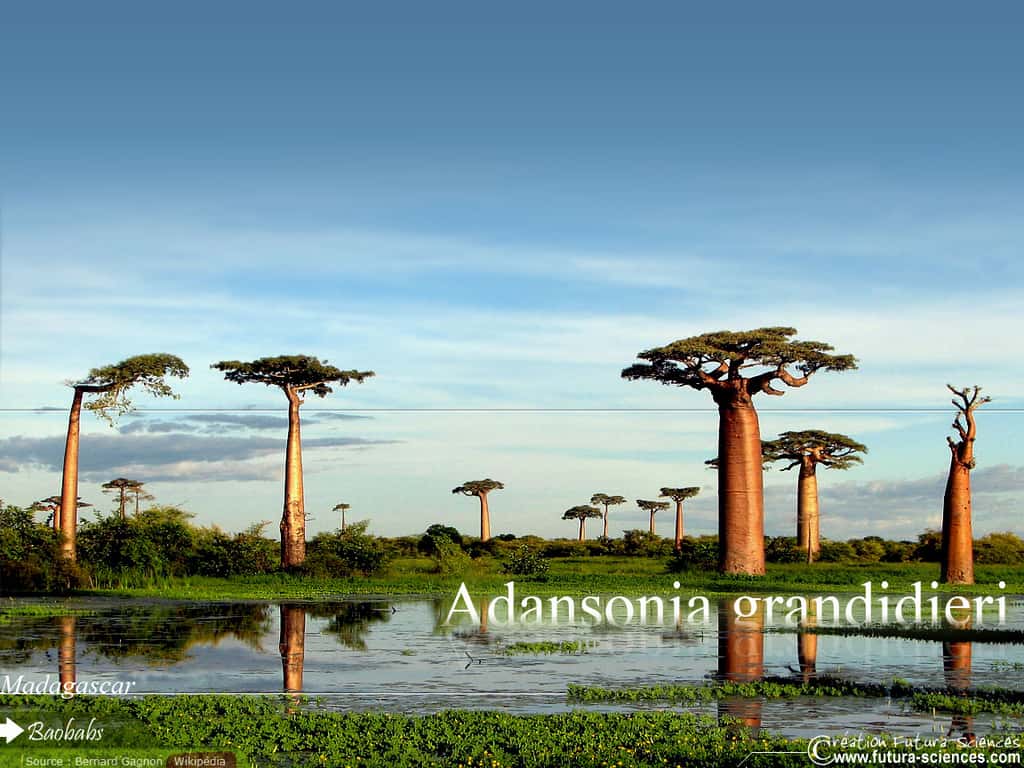Madagascar Baobab