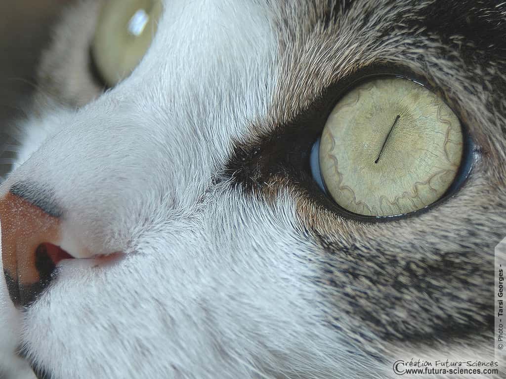 Oeil de chat
