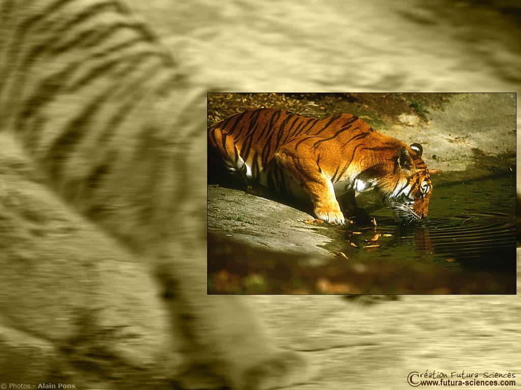 La beauté du tigre
